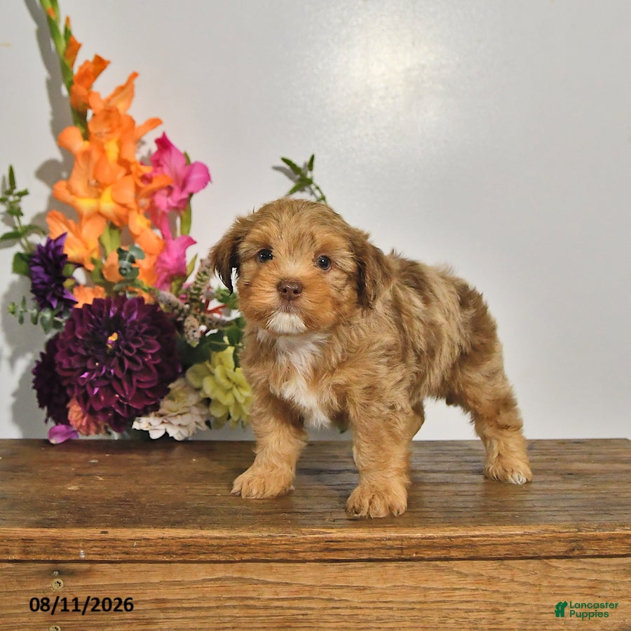 Yorkshire Terrier dogs Tyler - Ad 2