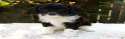 Cavapoo dogs for sale: Felix - Ad 3