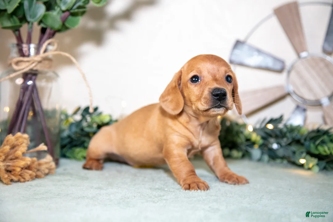 Miniature Dachshund dogs for sale: Sven - Ad 3