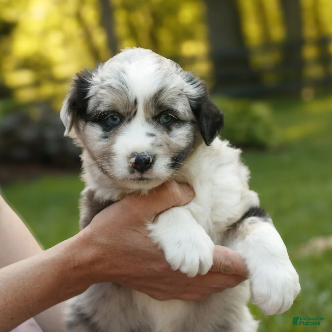Miniature Australian Shepherd dogs for sale: Carter  - Ad 2