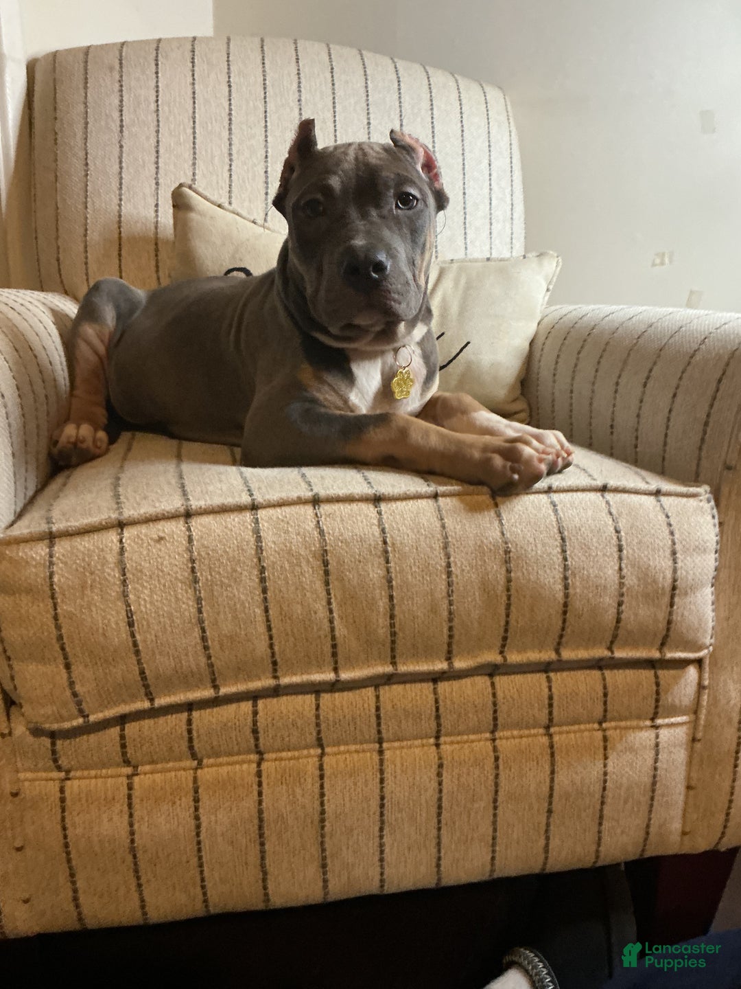 American Bully dogs for sale: Pablo - Ad 3