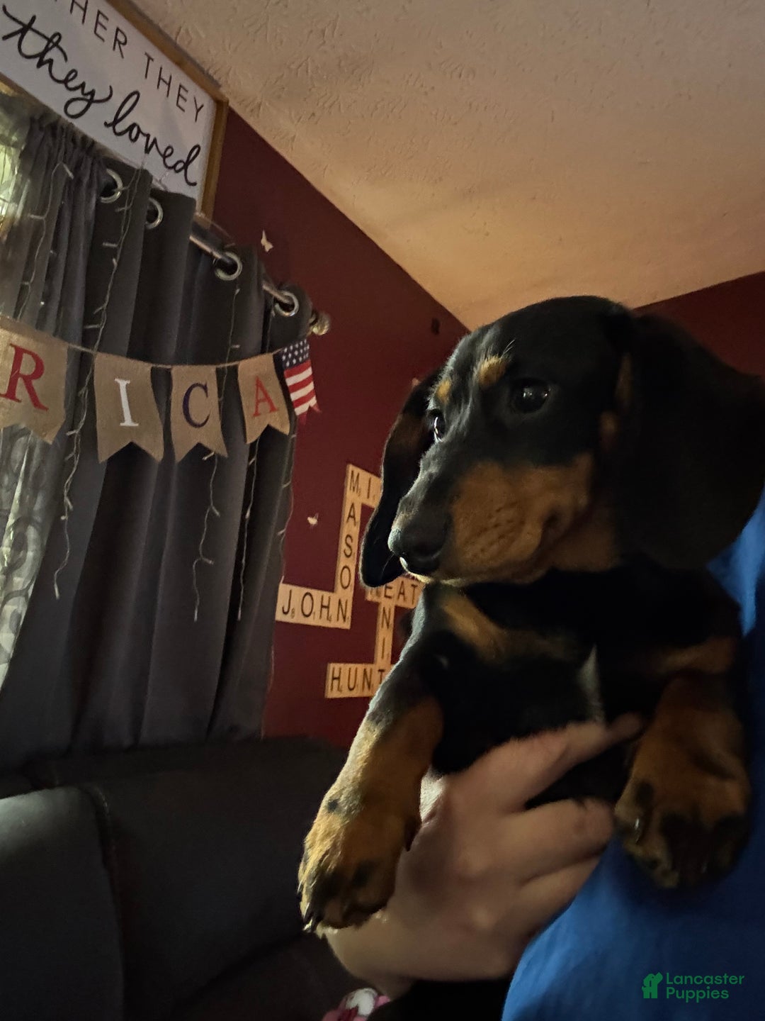 Dachshund dogs for sale: Dachshund Puppy 1 - Ad 3