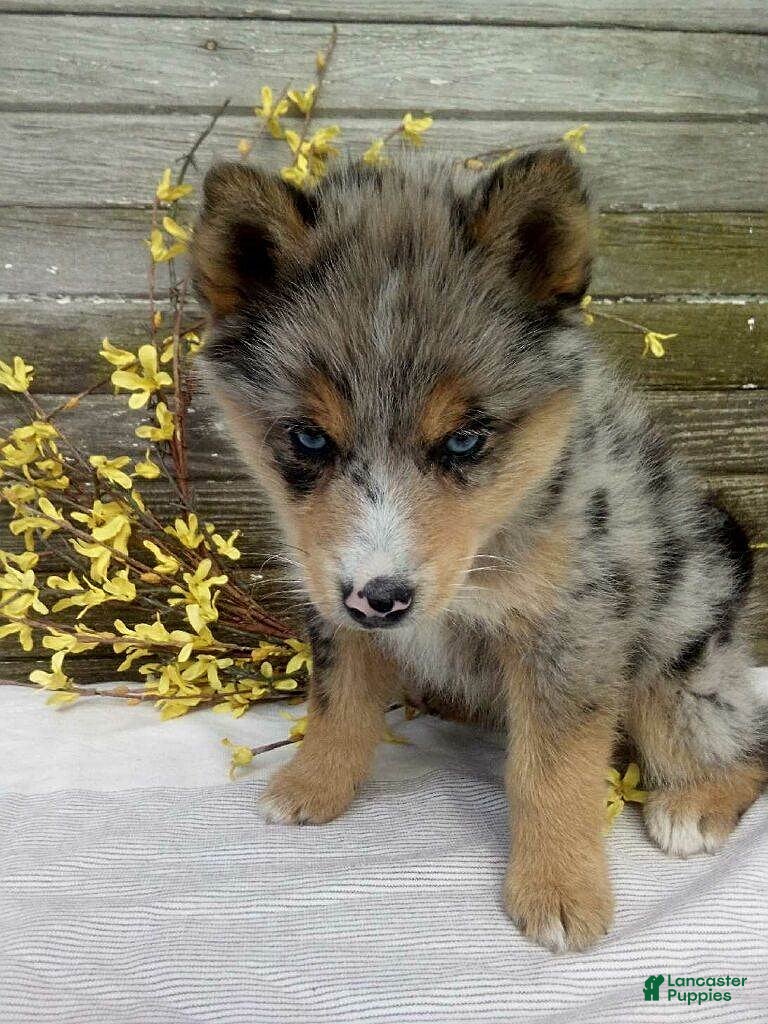 Pomsky dogs Stella - Ad 2