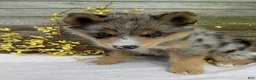Pomsky dogs for sale: Stella - Ad 2