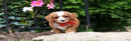 Cavapoo dogs for sale: Champ - Ad 6