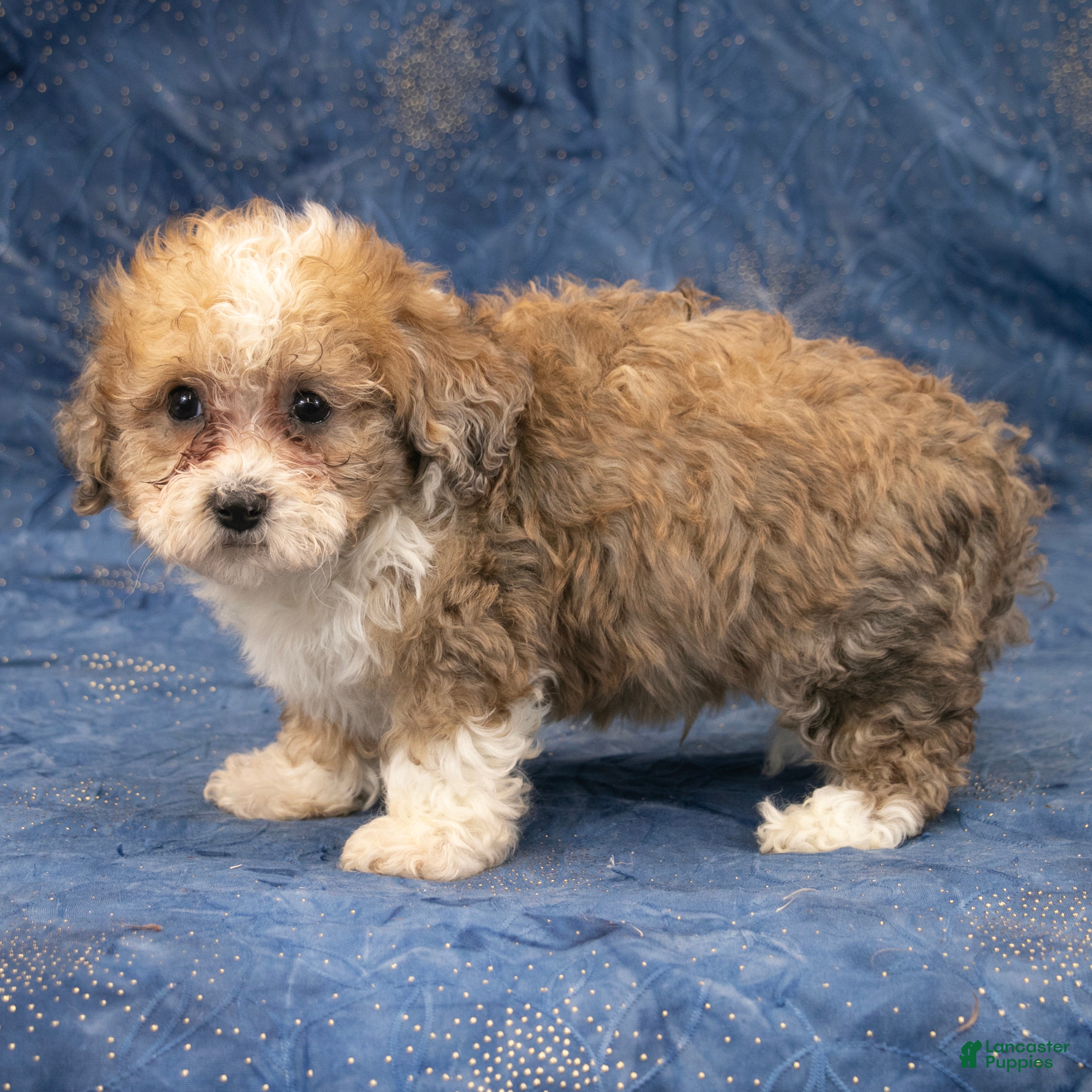 Havapoo dogs Denver - Ad 2