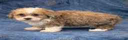 Havapoo dogs for sale: Denver - Ad 2