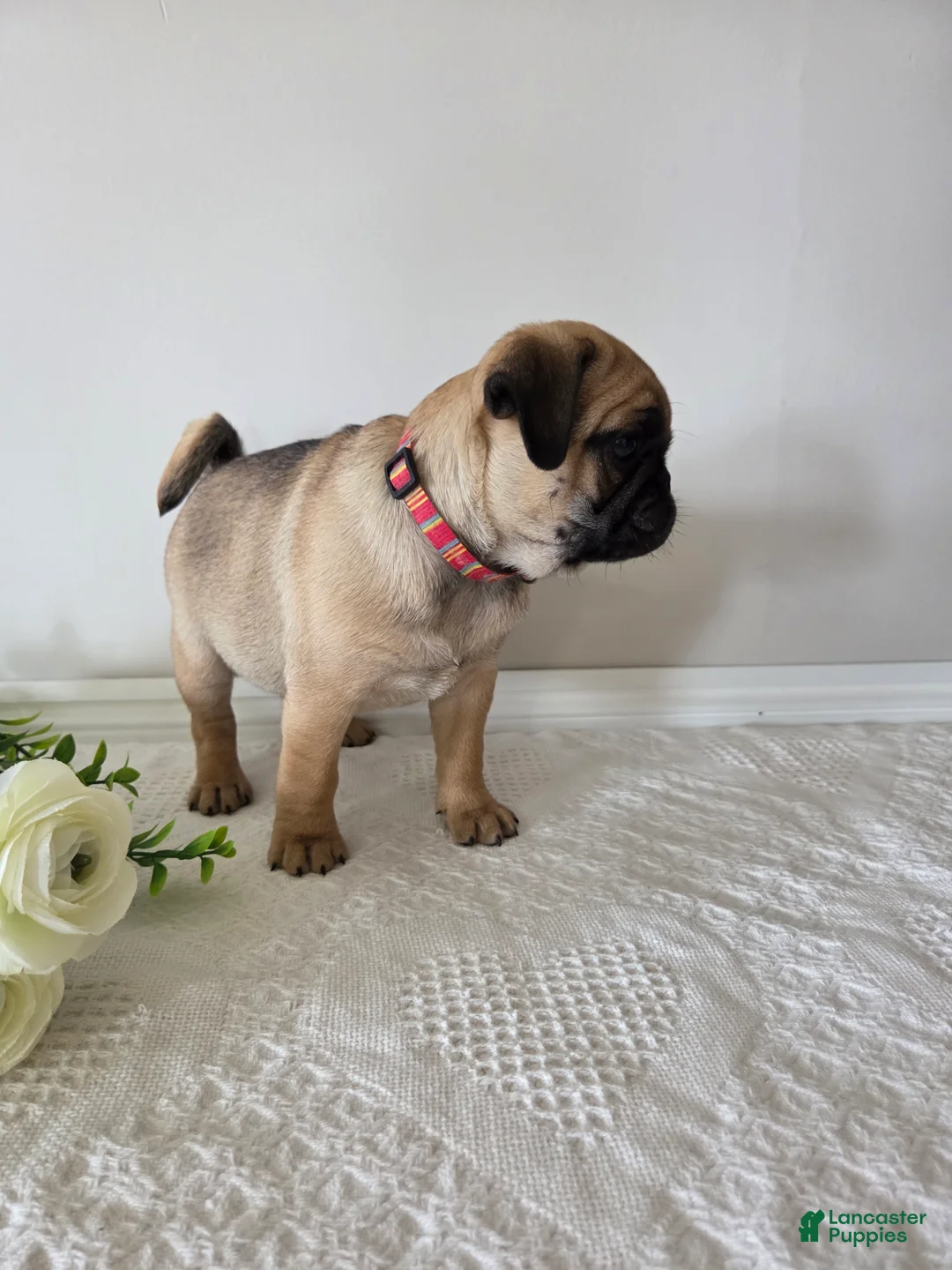 Puggle dogs for sale: Beauty - Ad 2