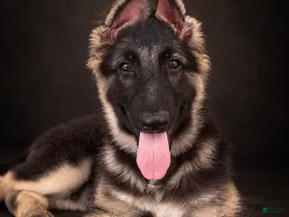 German Shepherd dogs Nitro - Ad 1