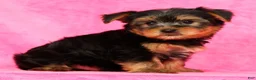 Yorkshire Terrier dogs for sale: Leo - Ad 7