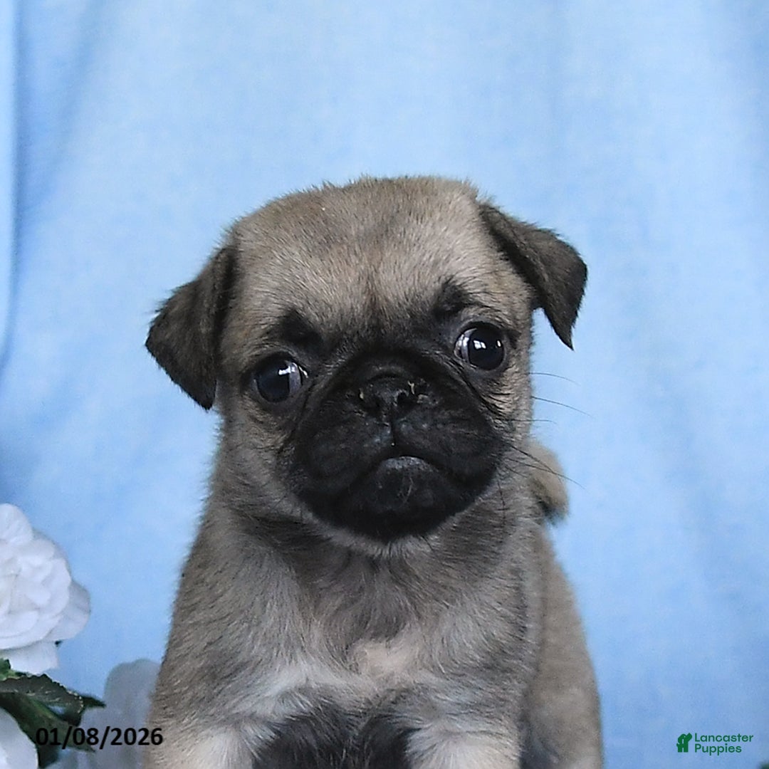 Pug dogs for sale: Tulip - Ad 5
