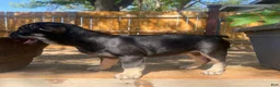 French Bulldog dogs for sale: El pinto - Ad 2