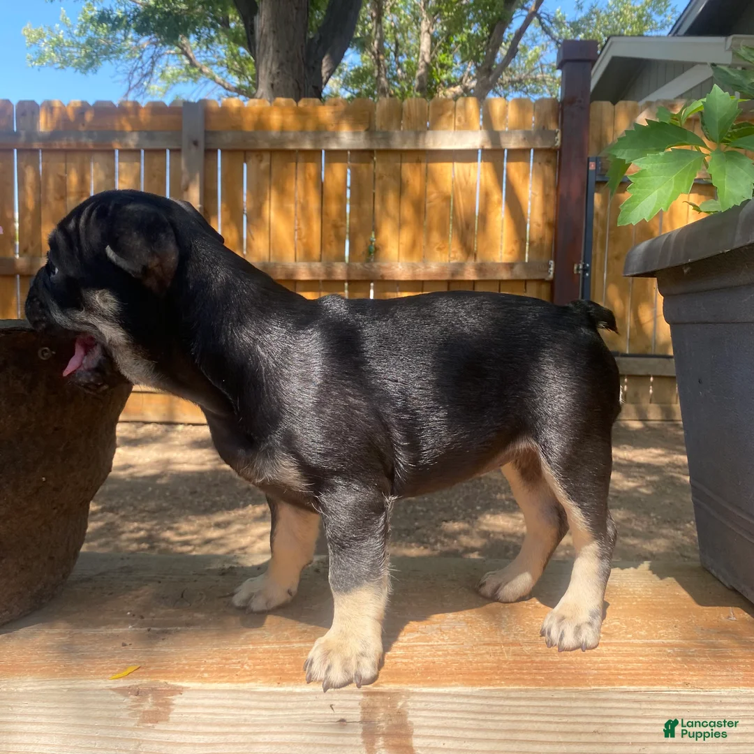 French Bulldog dogs for sale: El pinto - Ad 2