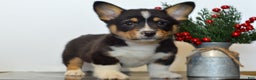 Welsh Corgi Pembroke dogs for sale: Jax - Ad 1