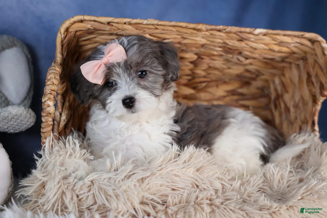 Havapoo dogs for sale: FIONA - Ad 9