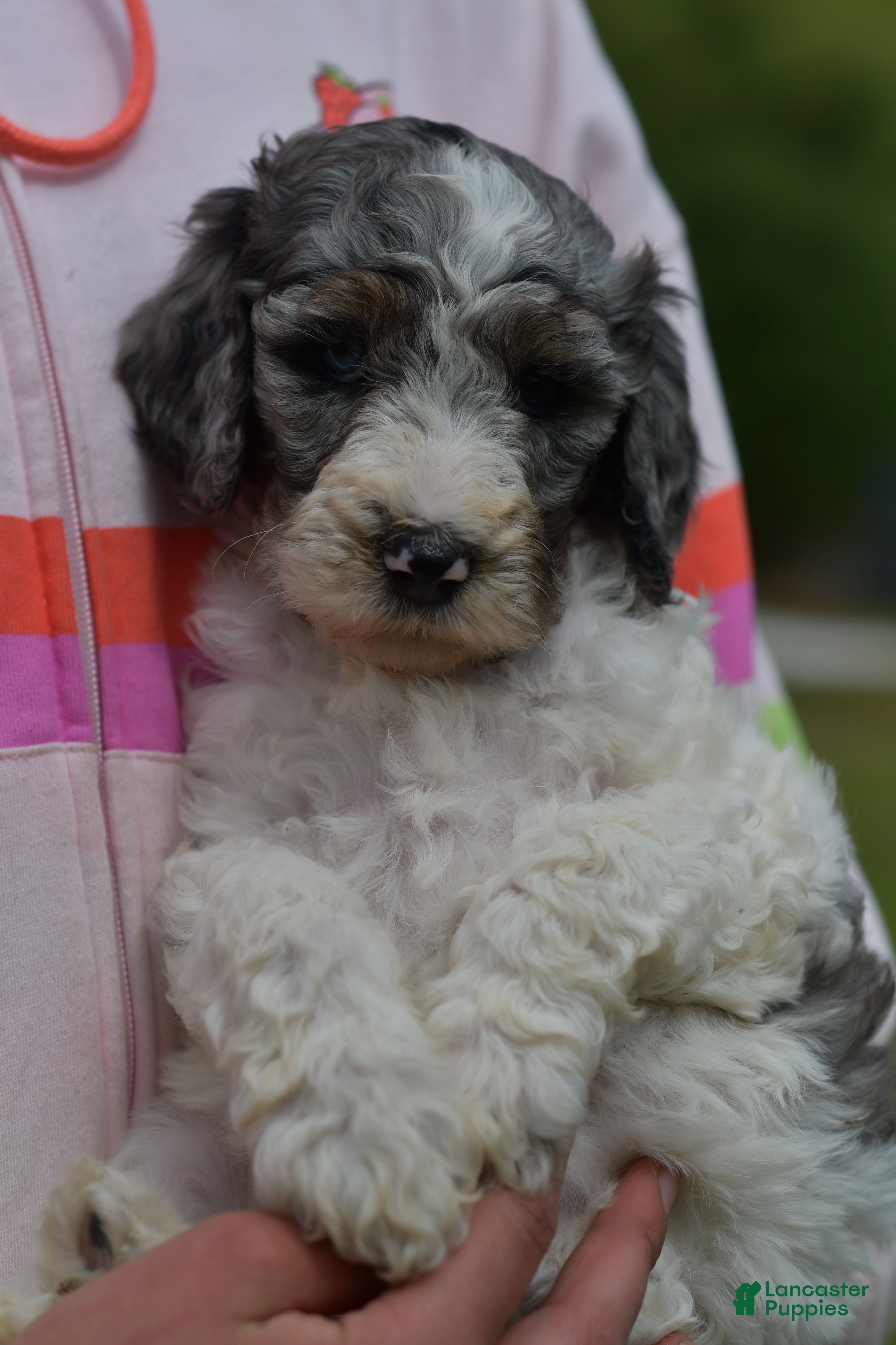 Standard Poodle dogs Piper, Standard Poodle Puppy 4 - Ad 1
