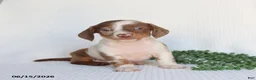 Miniature Dachshund dogs for sale: Dozer - Ad 3