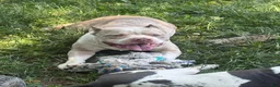 American Bully dogs for sale: Casper - Ad 11