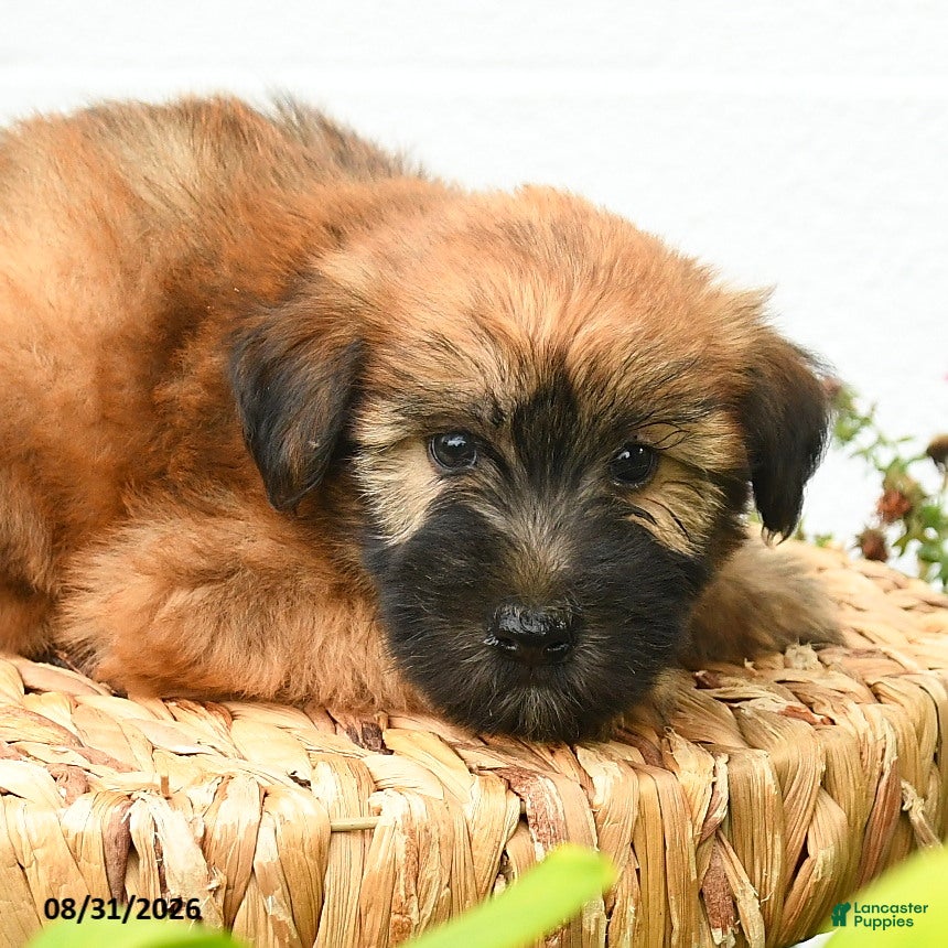 Soft Coated Wheaten Terrier dogs Chance - Ad 2