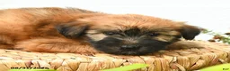 Soft Coated Wheaten Terrier dogs for sale: Chance - Ad 2