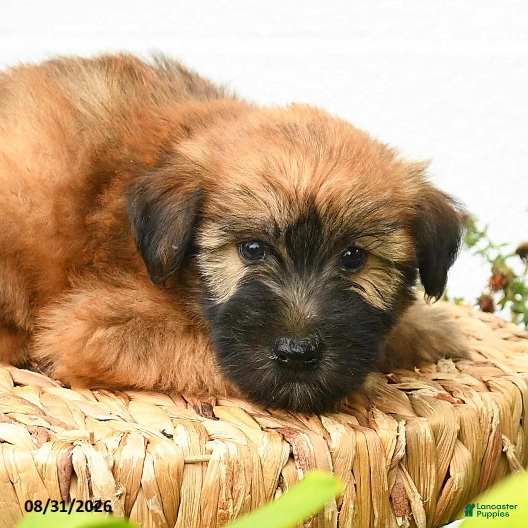 Soft Coated Wheaten Terrier dogs for sale: Chance - Ad 2