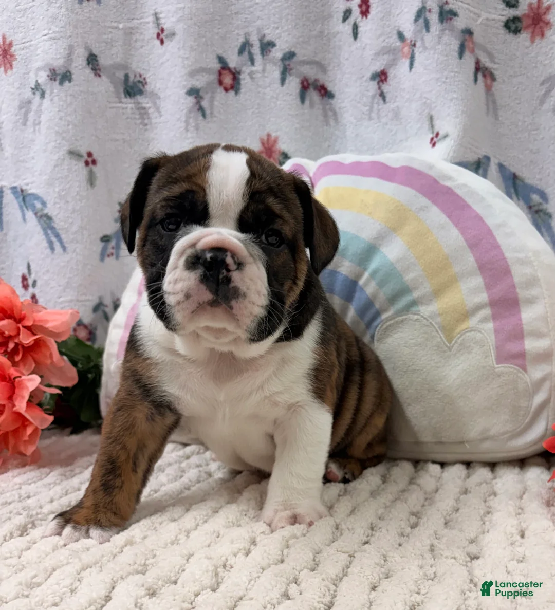 English Bulldog dogs for sale: Leo - Ad 1