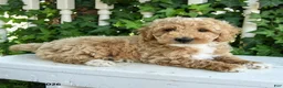Mini Goldendoodle dogs for sale: Cotton - Ad 3
