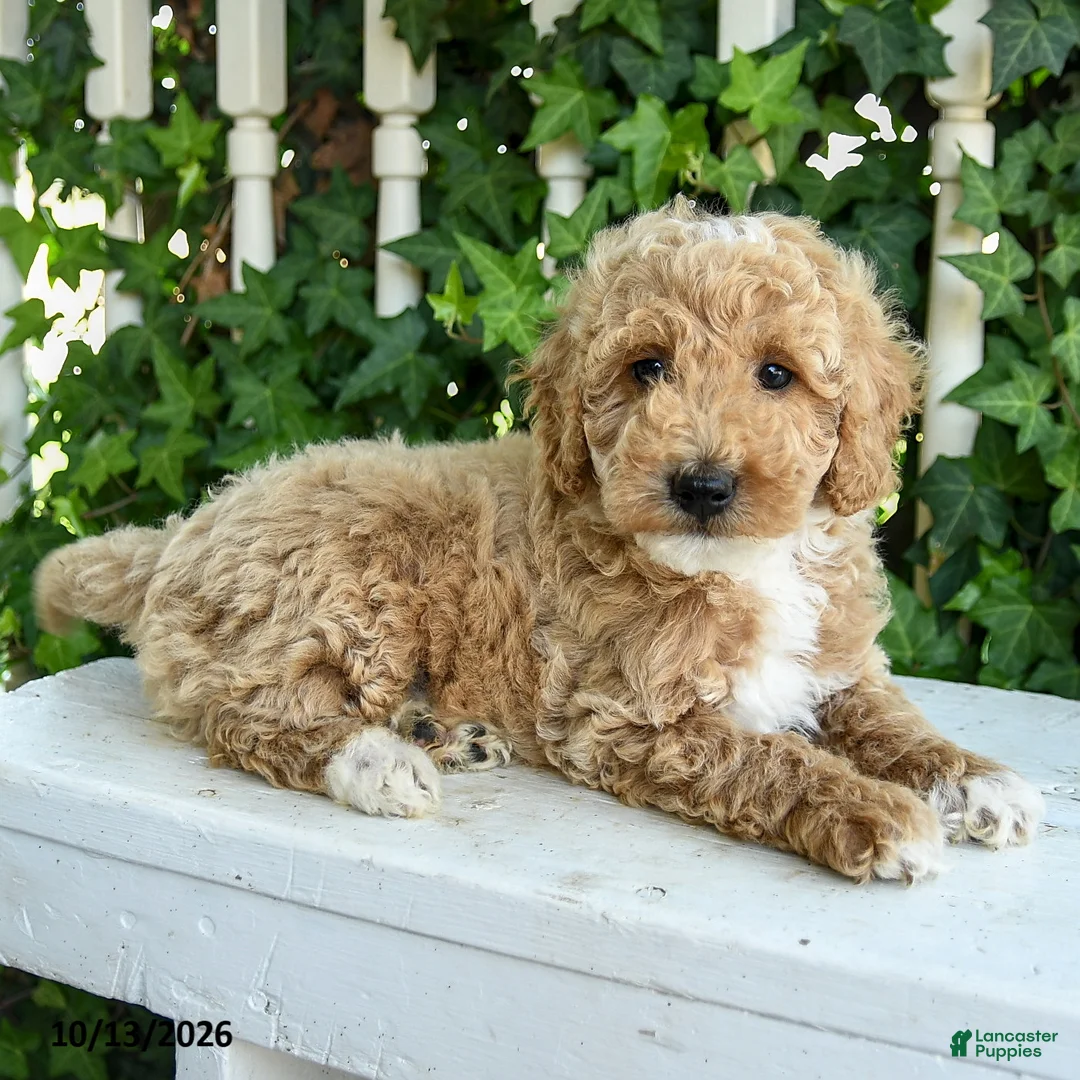 Mini Goldendoodle dogs for sale: Cotton - Ad 3