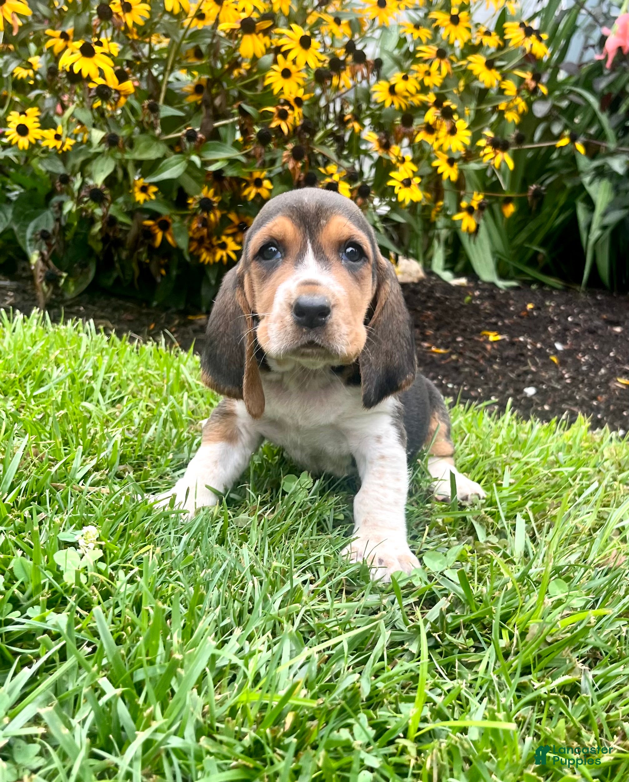 Basset Hound dogs Brandy❤️AKC Registered - Ad 1