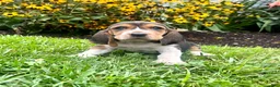 Basset Hound dogs for sale: Brandy❤️AKC Registered - Ad 1