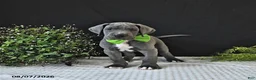Great Dane dogs for sale: Brody - Ad 3