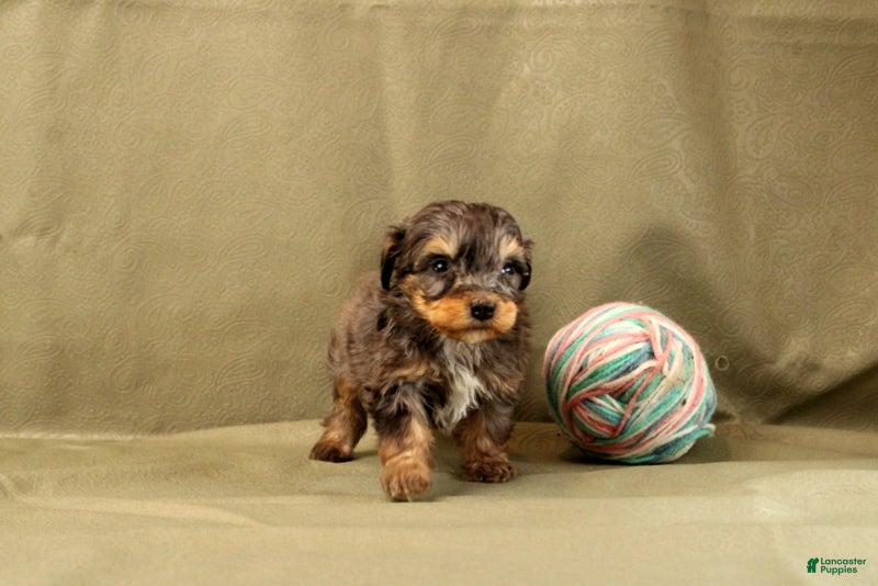 Mini Bernedoodle dogs Cooper - Ad 1