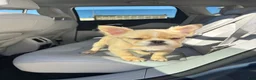 French Bulldog dogs for sale: Pinky  - Ad 10