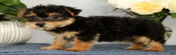 Yorkiepoo dogs for sale: Milo - Ad 5