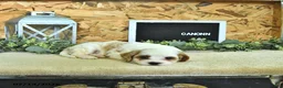 Cavapoo dogs for sale: Canonn - Ad 4