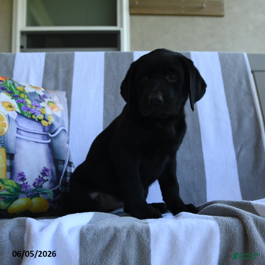 Labrador Retriever dogs Lotty - Ad 1