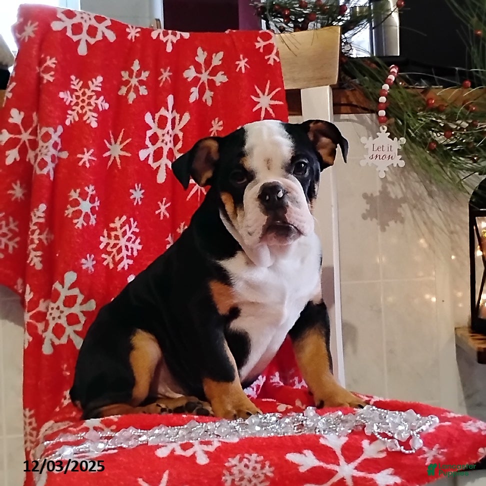 English Bulldog dogs Reuben - Ad 38