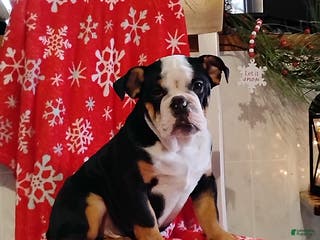 English Bulldog dogs Reuben - Ad 22