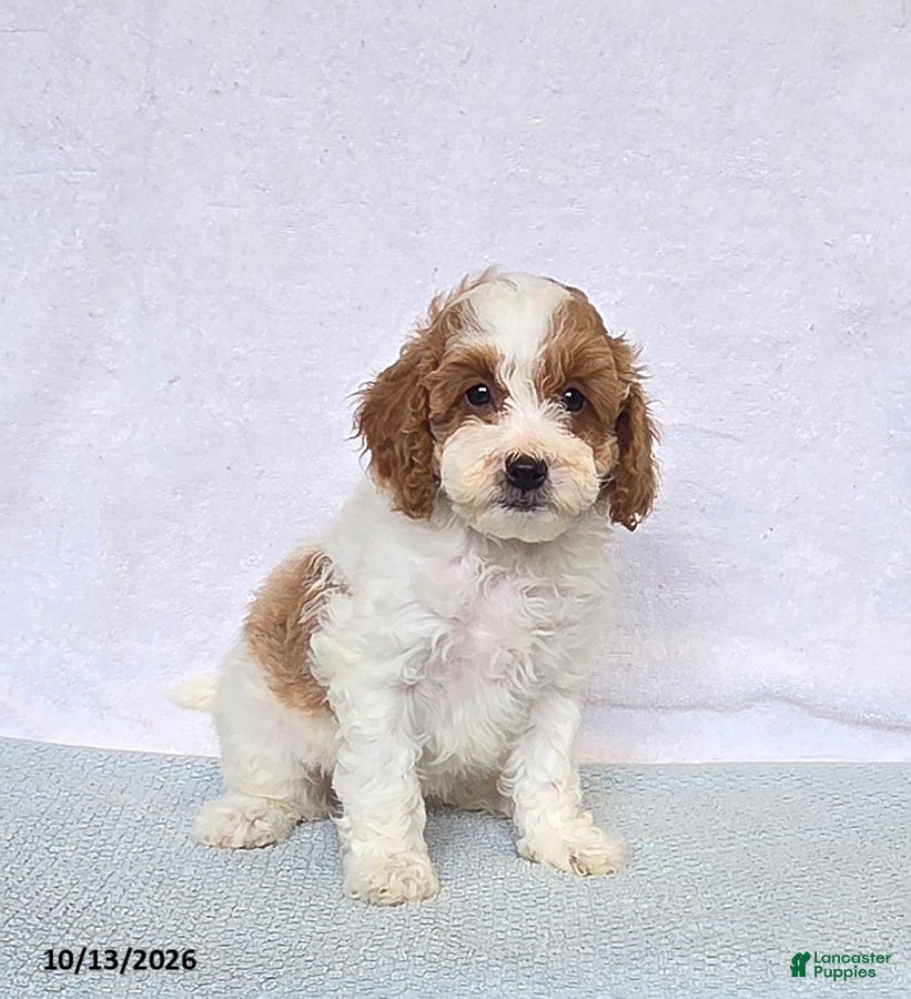 Cavapoo dogs Cupcake - Ad 2