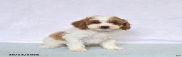 Cavapoo dogs for sale: Cupcake - Ad 2