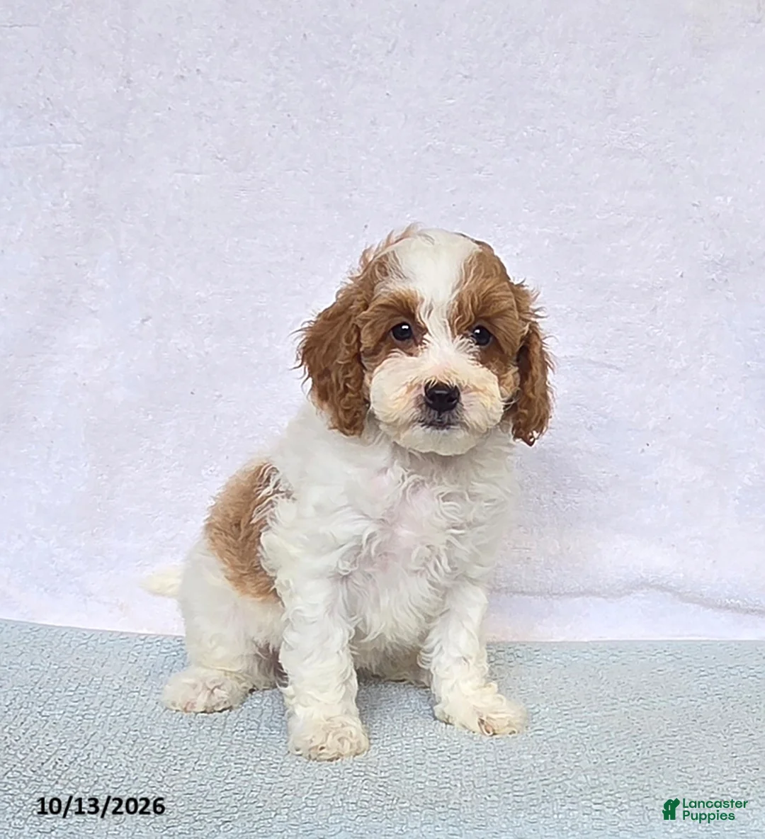 Cavapoo dogs for sale: Cupcake - Ad 2