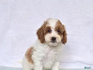 Cavapoo dogs Cupcake - Ad 2