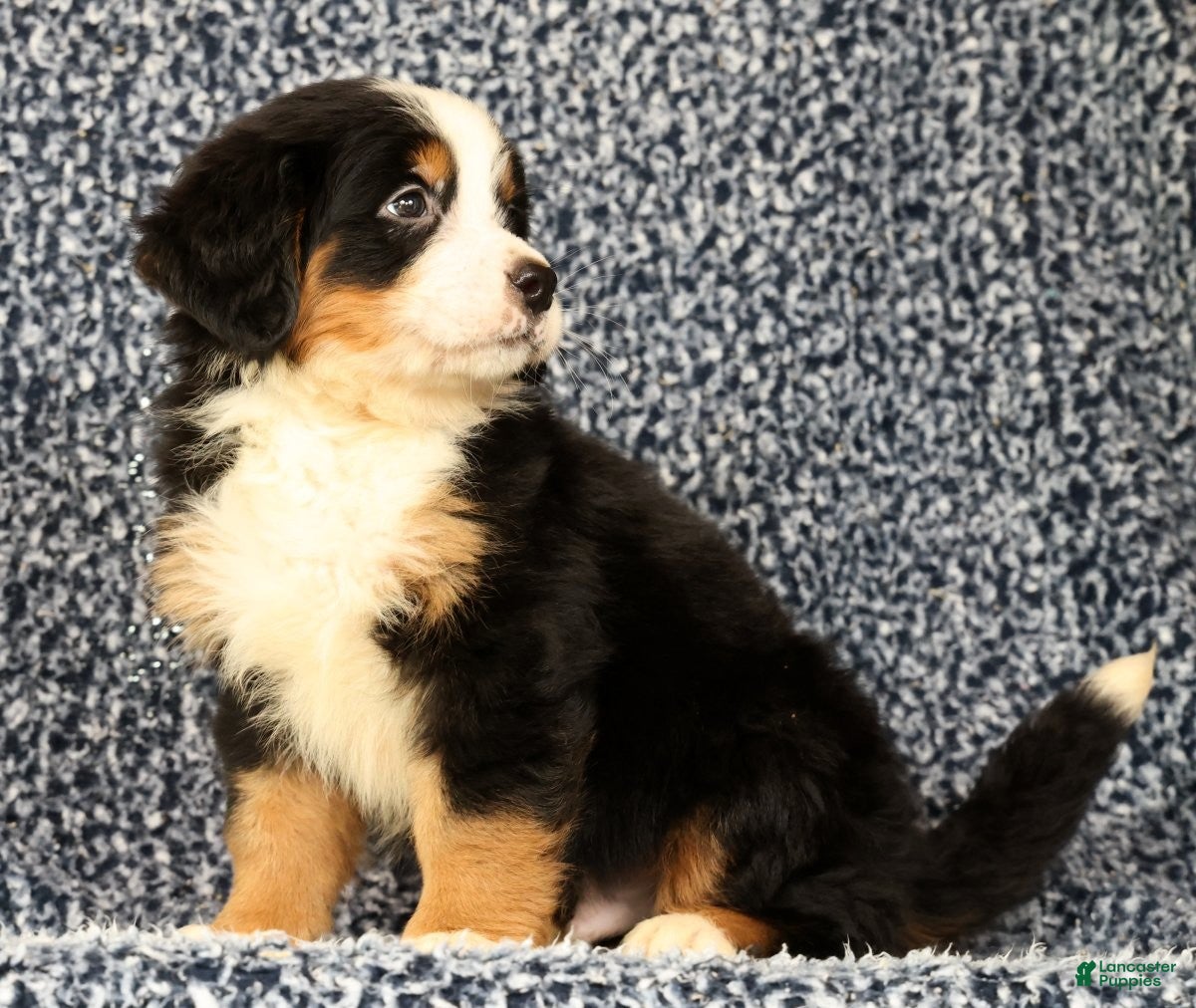 Bernese Mountain Dog dogs Chase - Ad 2