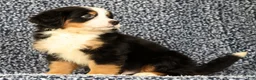 Bernese Mountain Dog dogs for sale: Chase - Ad 2