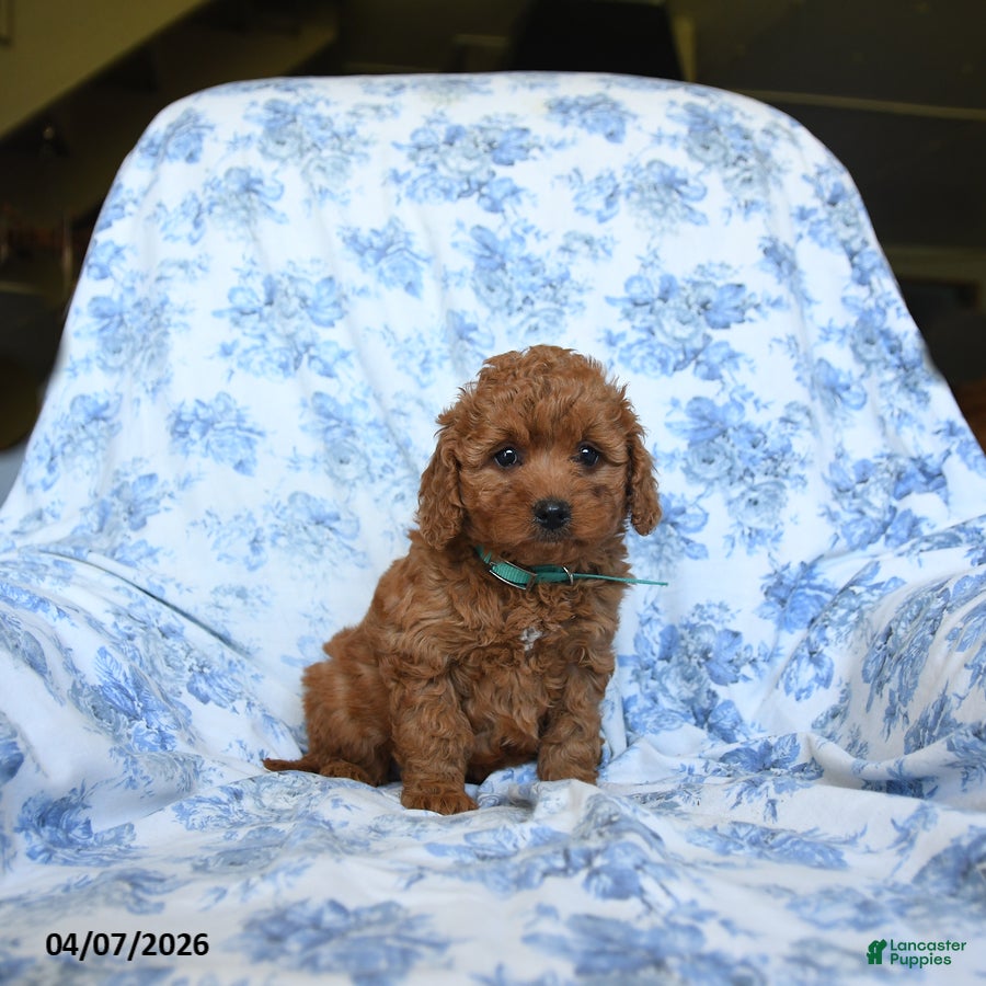 Labradoodle dogs Tameca - Ad 1