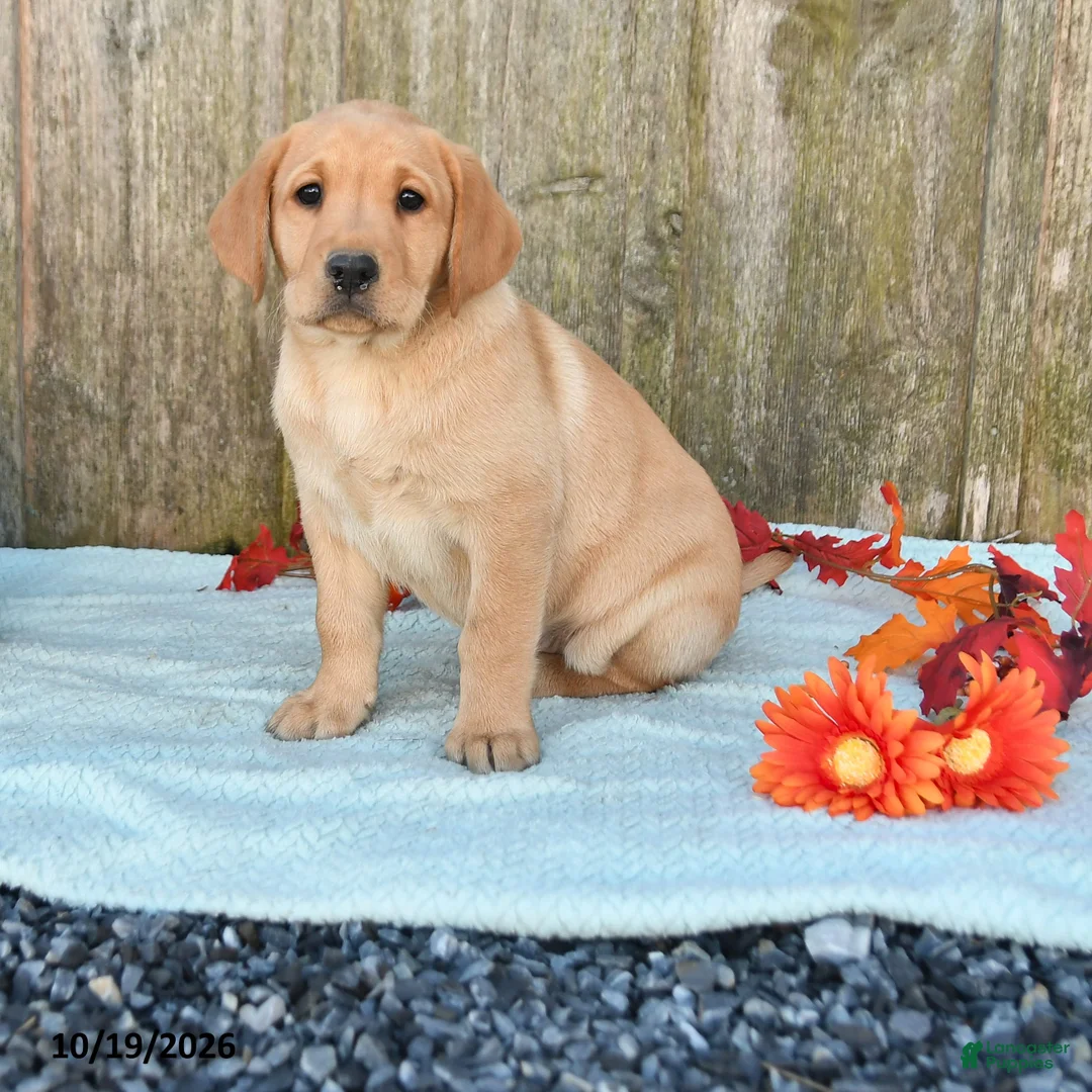 Labrador Retriever dogs for sale: Tabby - Ad 1