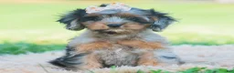 Cavapoo dogs for sale: fancy - Ad 1