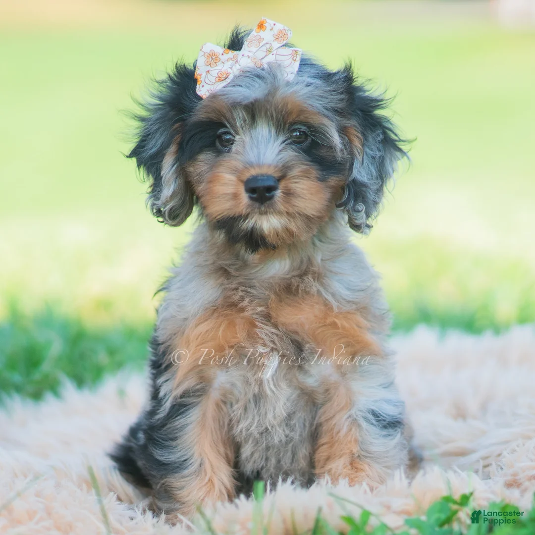 Cavapoo dogs for sale: fancy - Ad 1