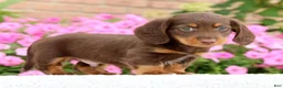 Miniature Dachshund dogs for sale: Dewey - Ad 5