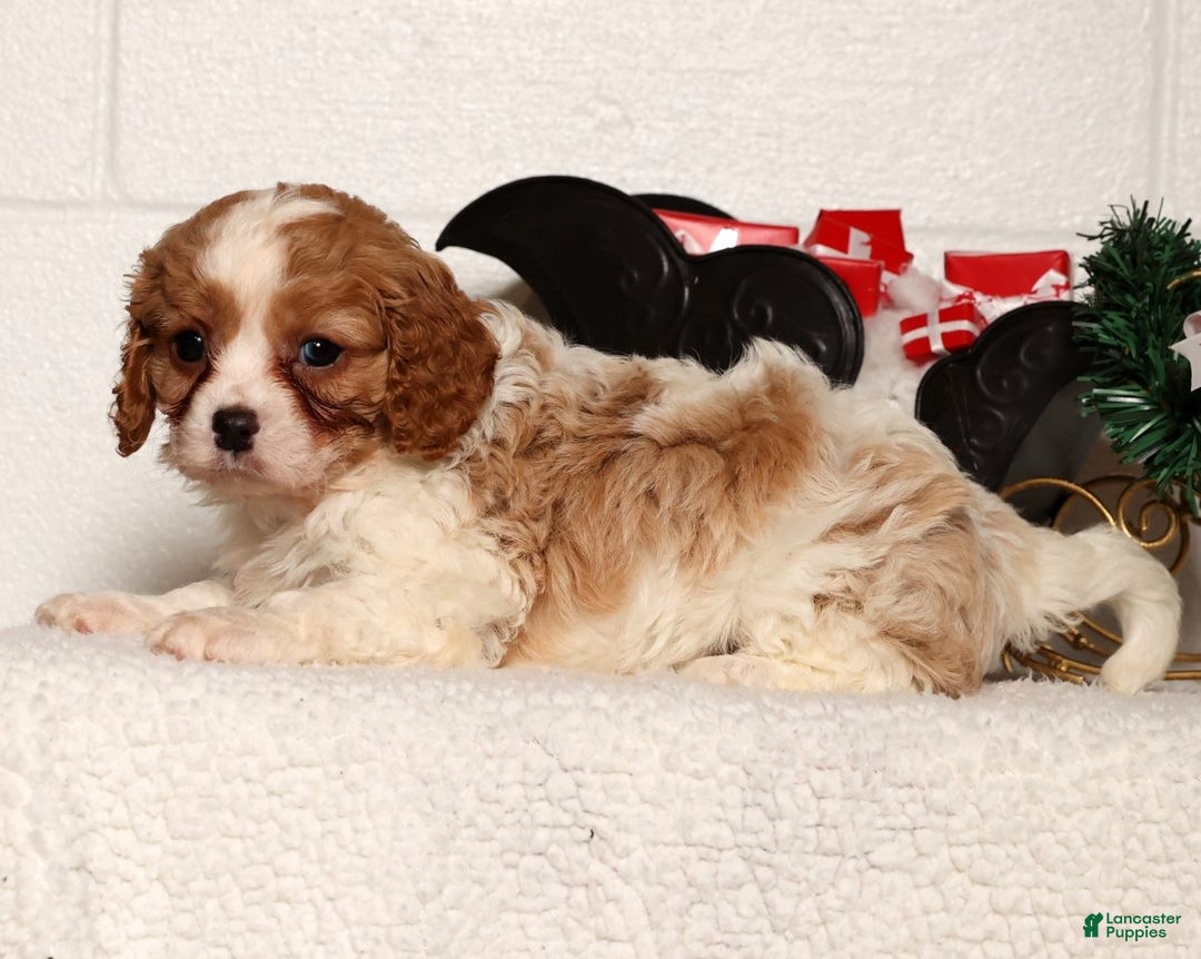 Cavapoo dogs for sale: Arthur - Ad 9